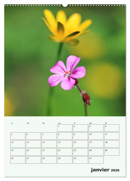 Les fleurs, éternelles éphemères (CALVENDO Calendrier supérieur 2026)