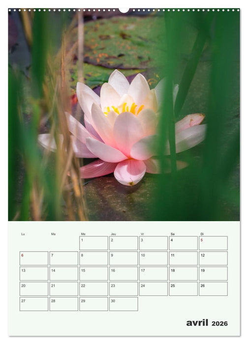 Les fleurs, éternelles éphemères (CALVENDO Calendrier supérieur 2026)