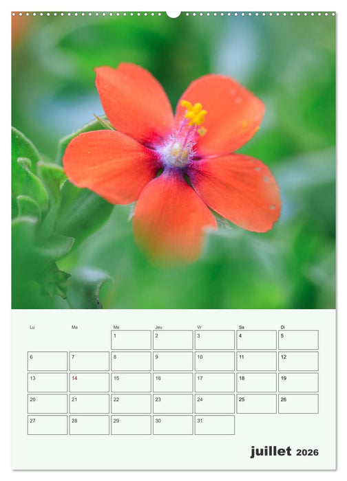Les fleurs, éternelles éphemères (CALVENDO Calendrier supérieur 2026)