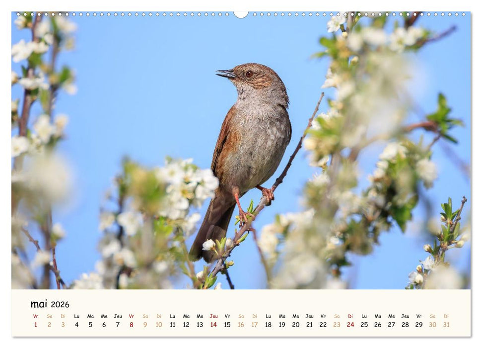 Les voisins du jardin - Une année de rencontres (CALVENDO Calendrier supérieur 2026)