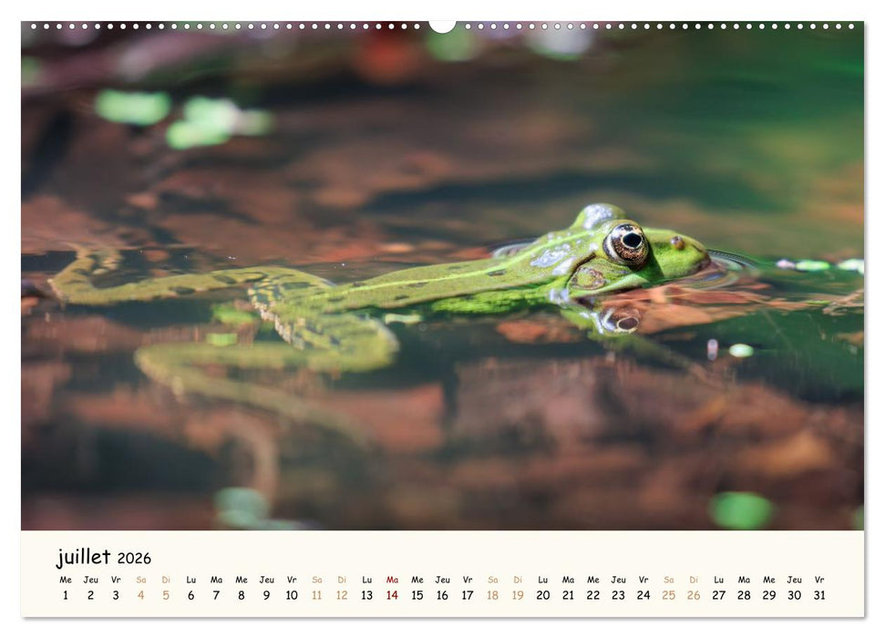 Les voisins du jardin - Une année de rencontres (CALVENDO Calendrier supérieur 2026)