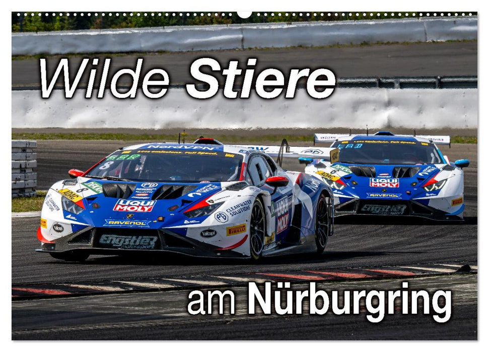 Wilde Stiere am Nürburgring (CALVENDO Wandkalender 2026)