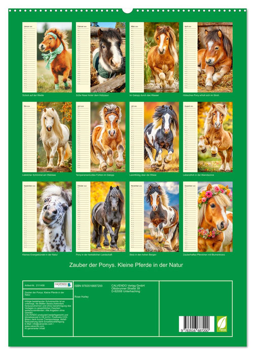 Zauber der Ponys. Kleine Pferde in der Natur (CALVENDO Premium Wandkalender 2026)