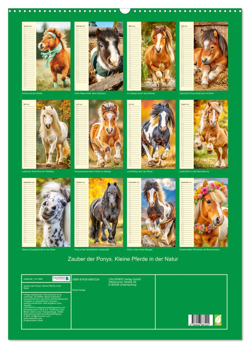 Zauber der Ponys. Kleine Pferde in der Natur (CALVENDO Wandkalender 2026)