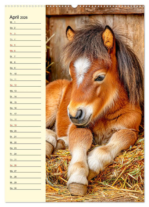 Zauber der Ponys. Kleine Pferde in der Natur (CALVENDO Wandkalender 2026)