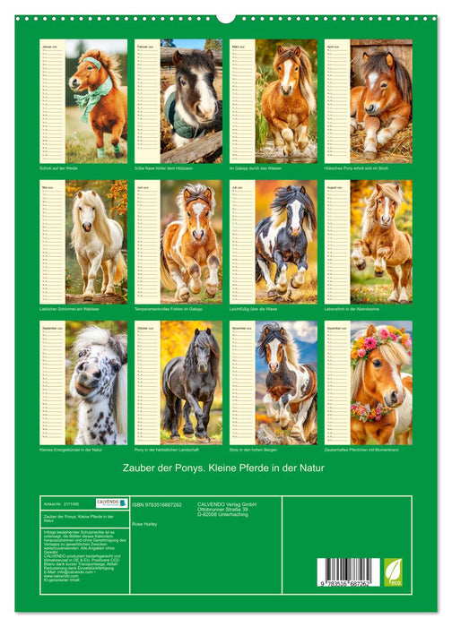 Zauber der Ponys. Kleine Pferde in der Natur (CALVENDO Premium Wandkalender 2026)