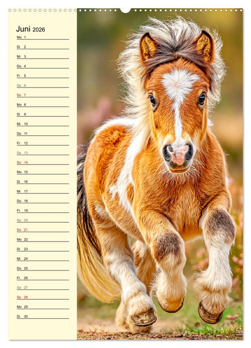 Zauber der Ponys. Kleine Pferde in der Natur (CALVENDO Premium Wandkalender 2026)