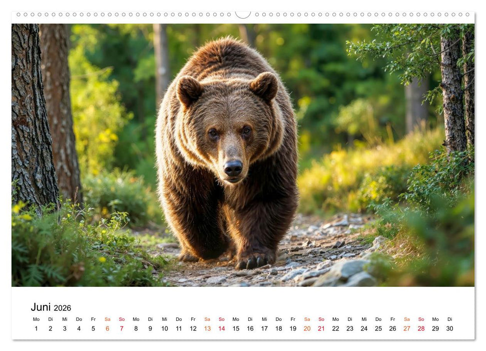 Bären - Die Macht der Natur (CALVENDO Premium Wandkalender 2026)
