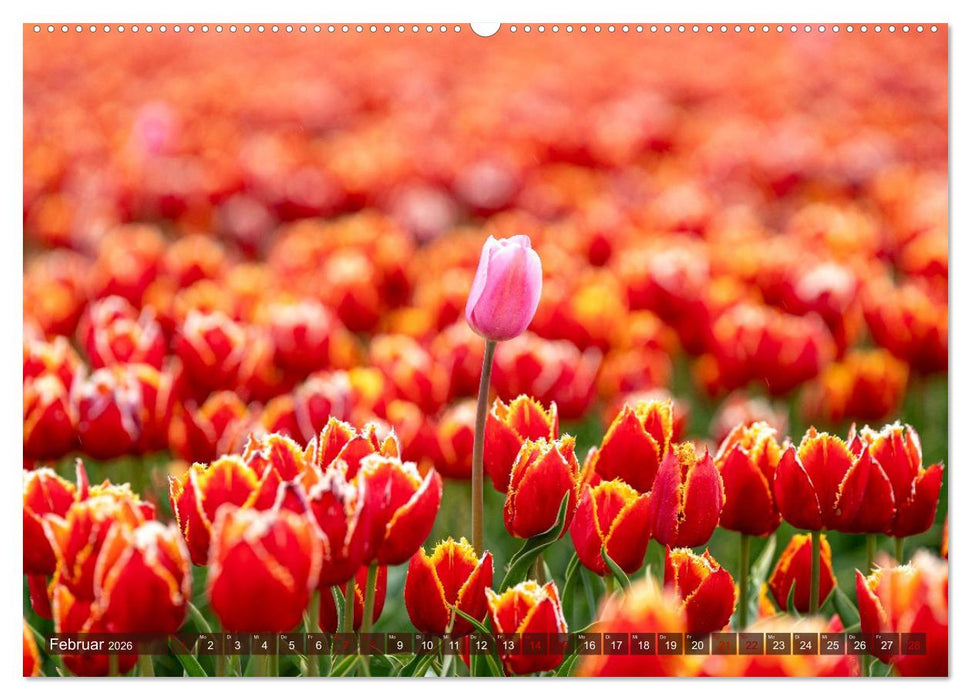 Tulpen - Hollands Stolz (CALVENDO Wandkalender 2026)