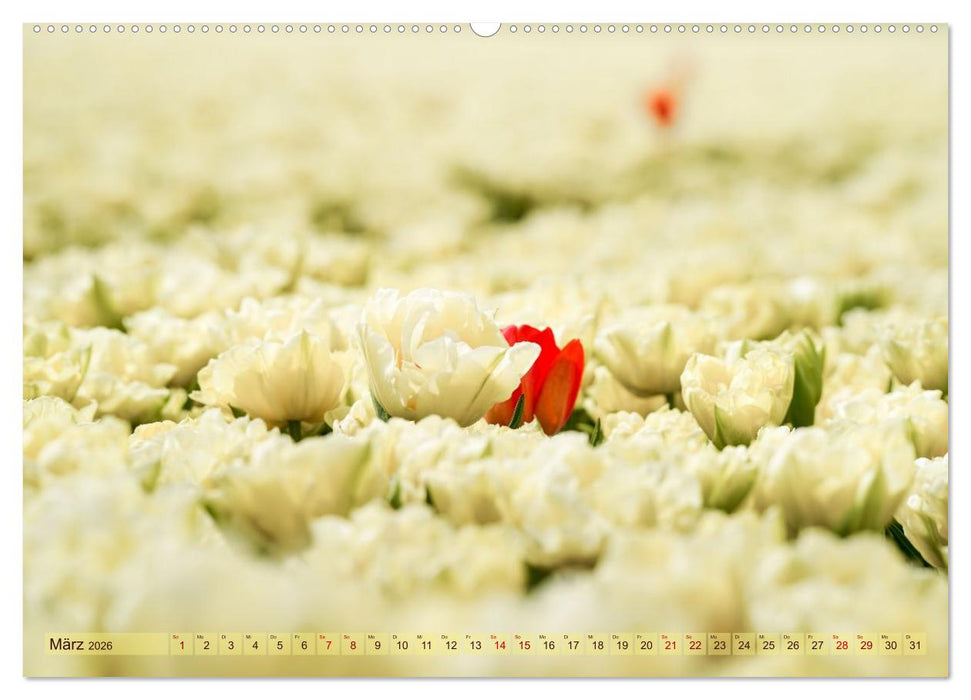 Tulpen - Hollands Stolz (CALVENDO Wandkalender 2026)