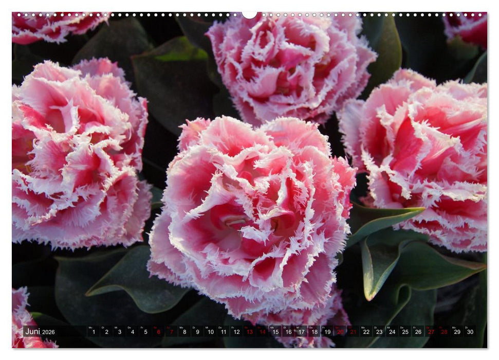 Tulpen - Hollands Stolz (CALVENDO Wandkalender 2026)