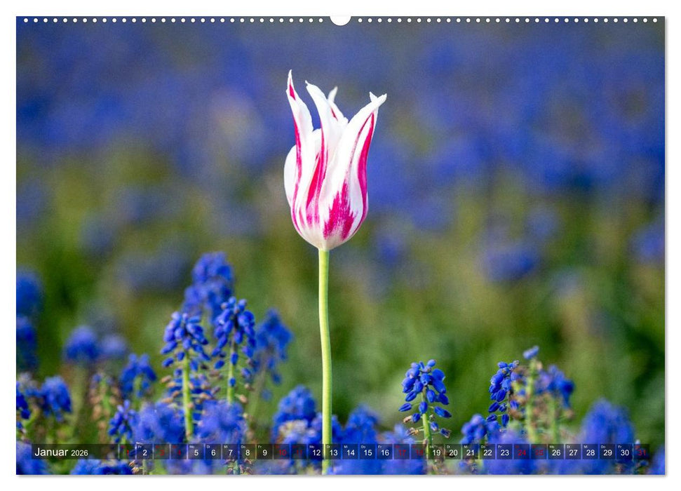 Tulpen - Hollands Stolz (CALVENDO Premium Wandkalender 2026)