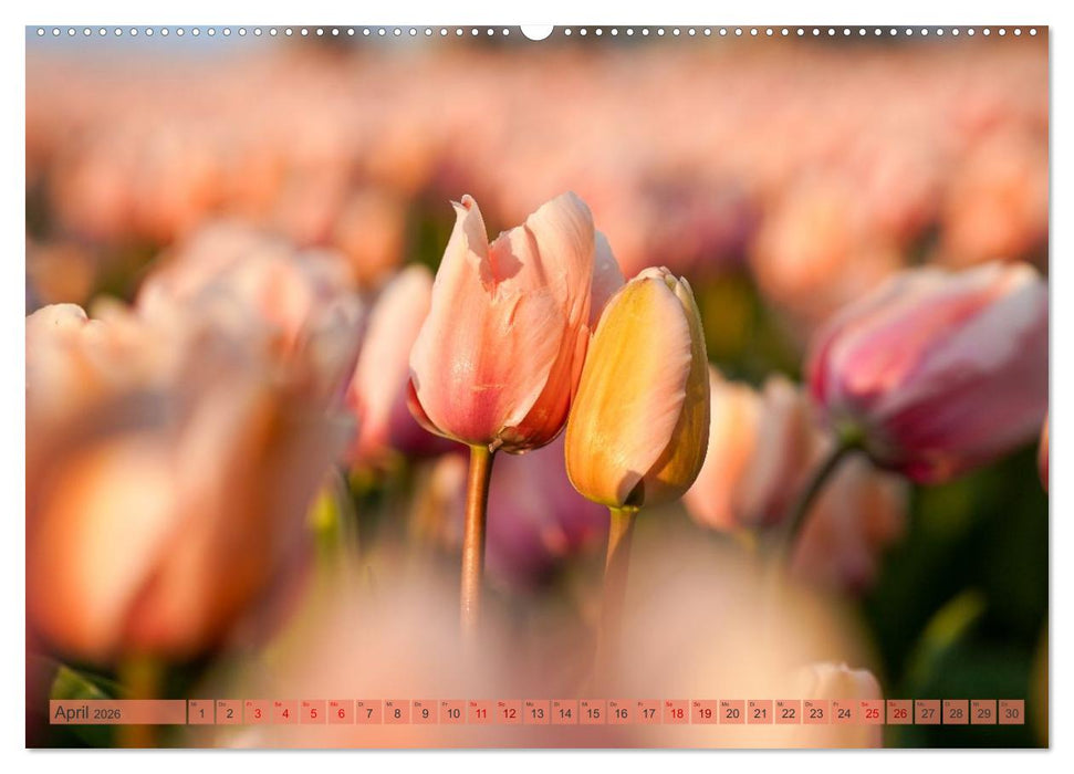 Tulpen - Hollands Stolz (CALVENDO Premium Wandkalender 2026)