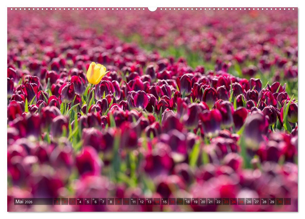 Tulpen - Hollands Stolz (CALVENDO Premium Wandkalender 2026)