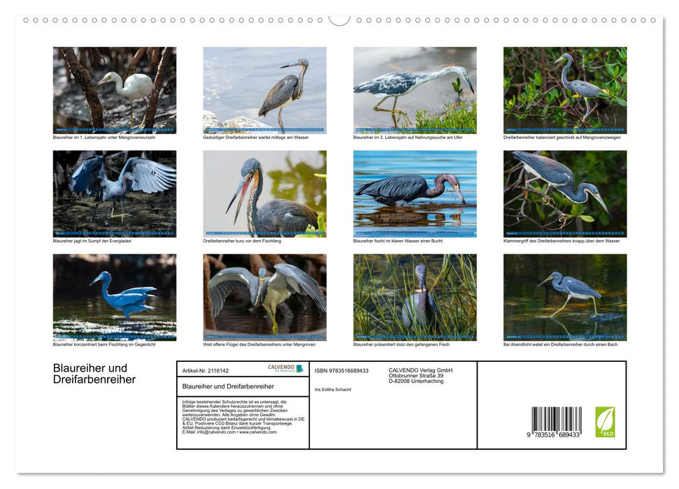 Blaureiher und Dreifarbenreiher (CALVENDO Premium Wandkalender 2026)