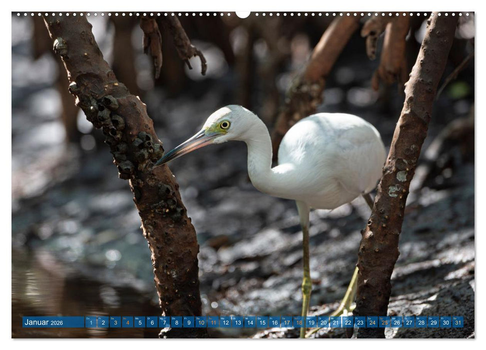 Blaureiher und Dreifarbenreiher (CALVENDO Premium Wandkalender 2026)