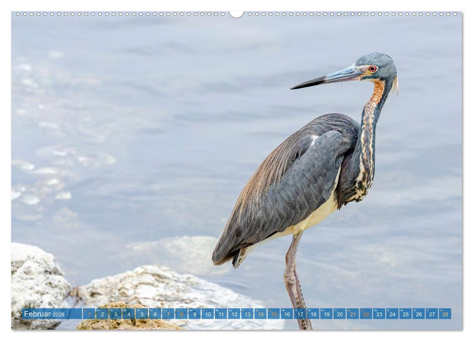 Blaureiher und Dreifarbenreiher (CALVENDO Premium Wandkalender 2026)
