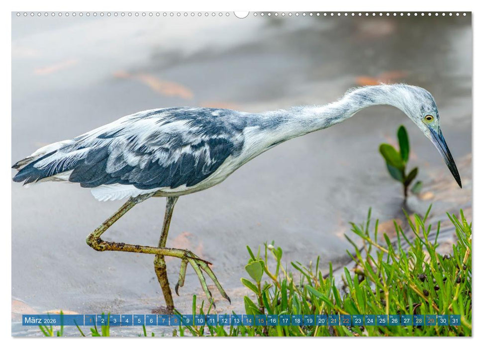 Blaureiher und Dreifarbenreiher (CALVENDO Premium Wandkalender 2026)
