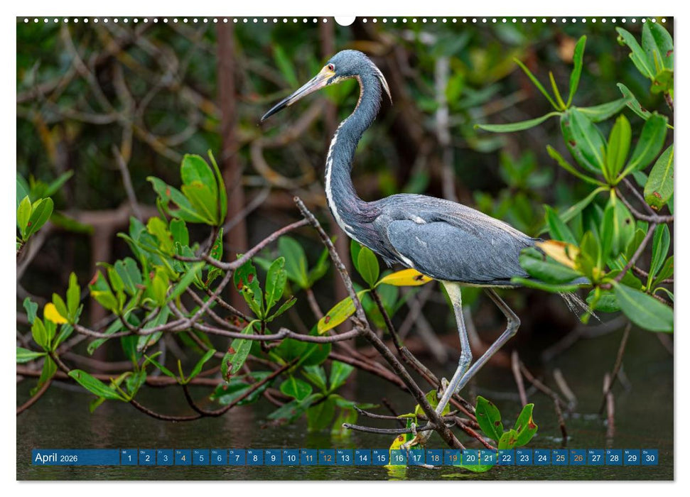 Blaureiher und Dreifarbenreiher (CALVENDO Premium Wandkalender 2026)