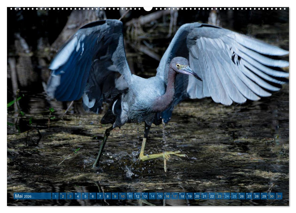 Blaureiher und Dreifarbenreiher (CALVENDO Premium Wandkalender 2026)