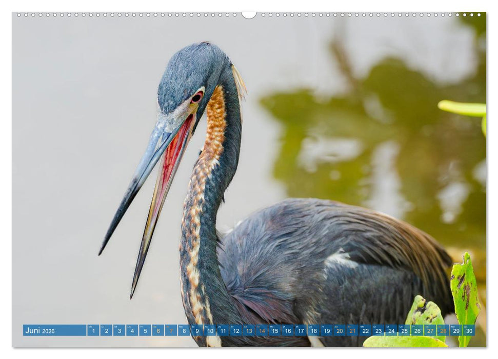 Blaureiher und Dreifarbenreiher (CALVENDO Premium Wandkalender 2026)