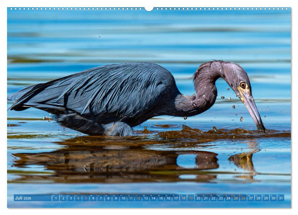 Blaureiher und Dreifarbenreiher (CALVENDO Premium Wandkalender 2026)