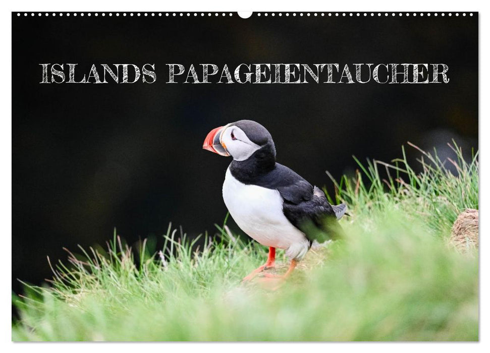 Islands Papageientaucher (CALVENDO Wandkalender 2026)