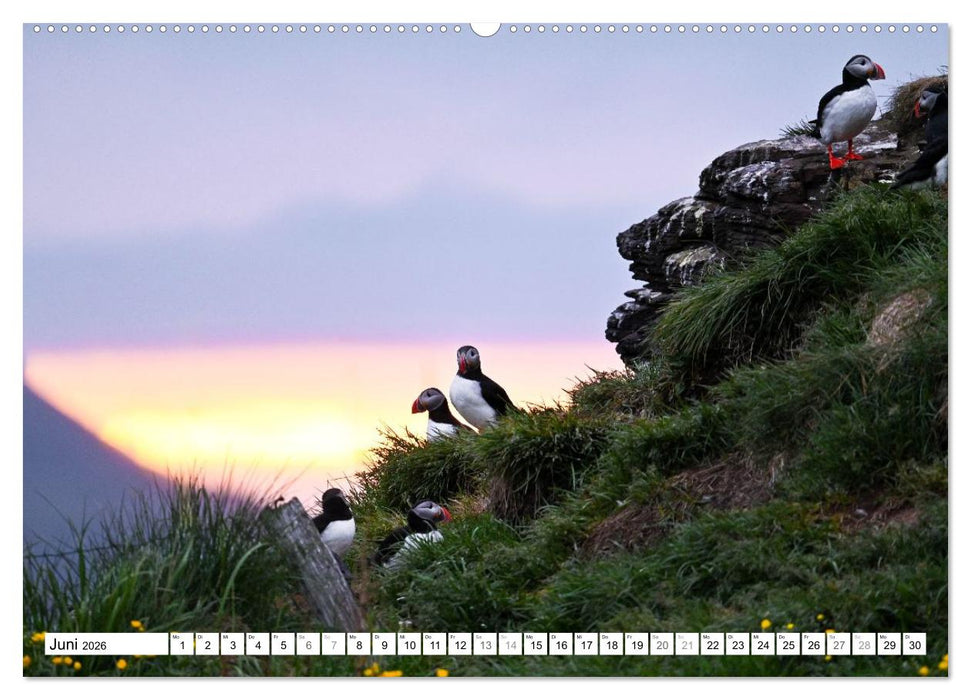 Islands Papageientaucher (CALVENDO Wandkalender 2026)