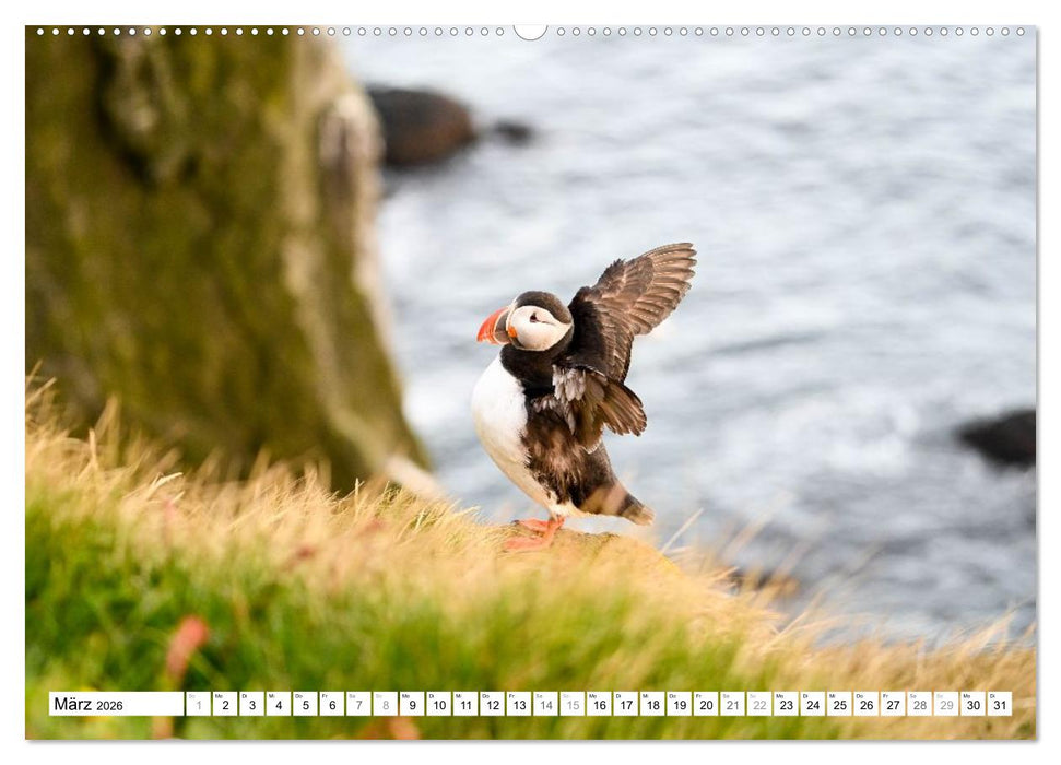 Islands Papageientaucher (CALVENDO Premium Wandkalender 2026)