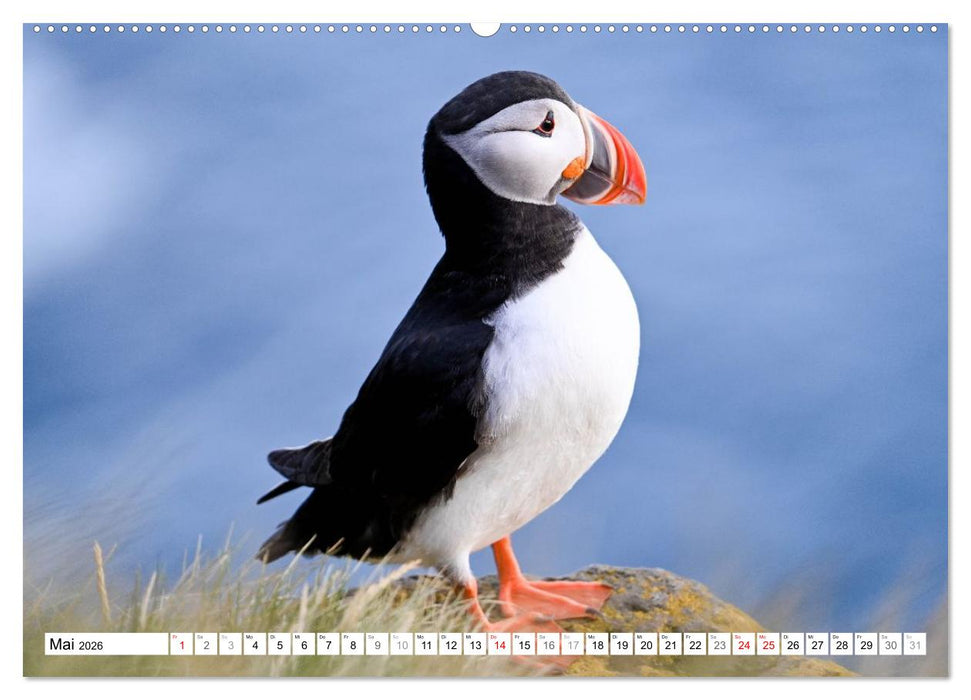 Islands Papageientaucher (CALVENDO Premium Wandkalender 2026)