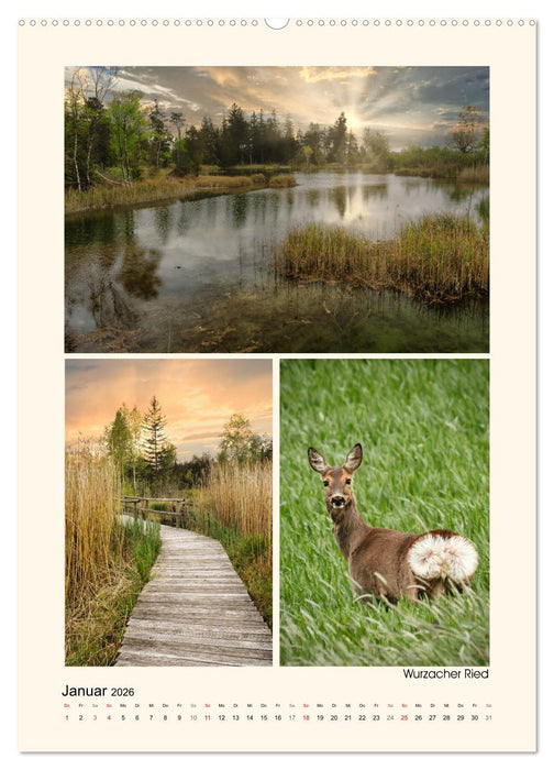 Riede und Moore in Schwaben (CALVENDO Wandkalender 2026)