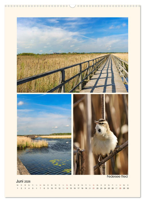 Riede und Moore in Schwaben (CALVENDO Premium Wandkalender 2026)