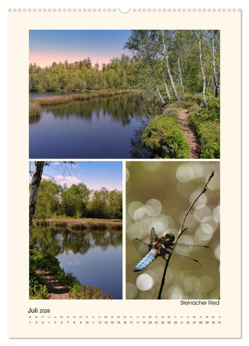 Riede und Moore in Schwaben (CALVENDO Premium Wandkalender 2026)