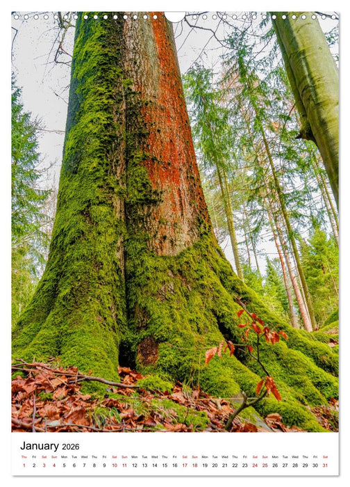 Trees, Living Giants (CALVENDO Monthly Calendar 2026)