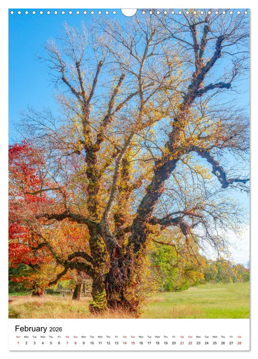 Trees, Living Giants (CALVENDO Monthly Calendar 2026)