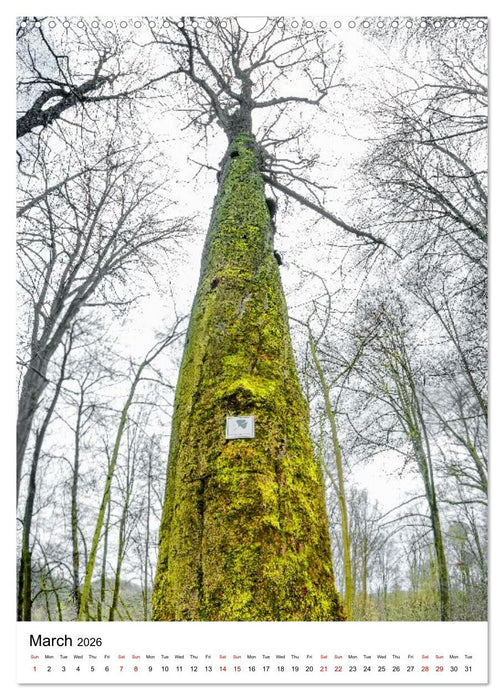 Trees, Living Giants (CALVENDO Monthly Calendar 2026)