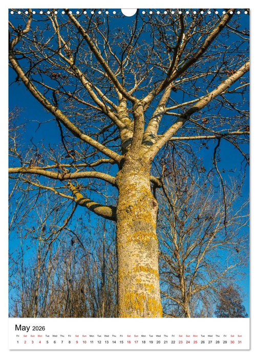 Trees, Living Giants (CALVENDO Monthly Calendar 2026)