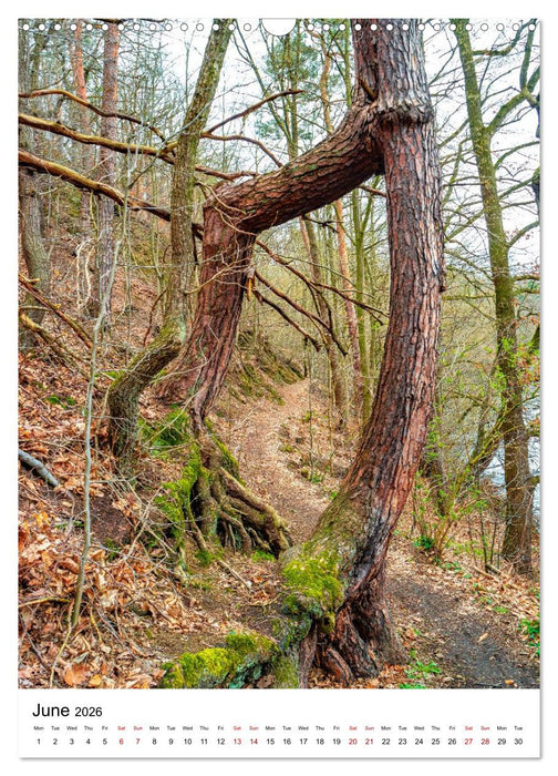 Trees, Living Giants (CALVENDO Monthly Calendar 2026)