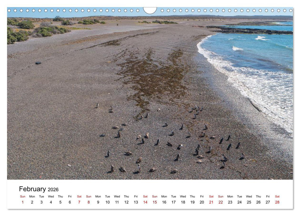 Patagonia, Peninsula Valdés - Marine Nature Reserve (CALVENDO Monthly Calendar 2026)