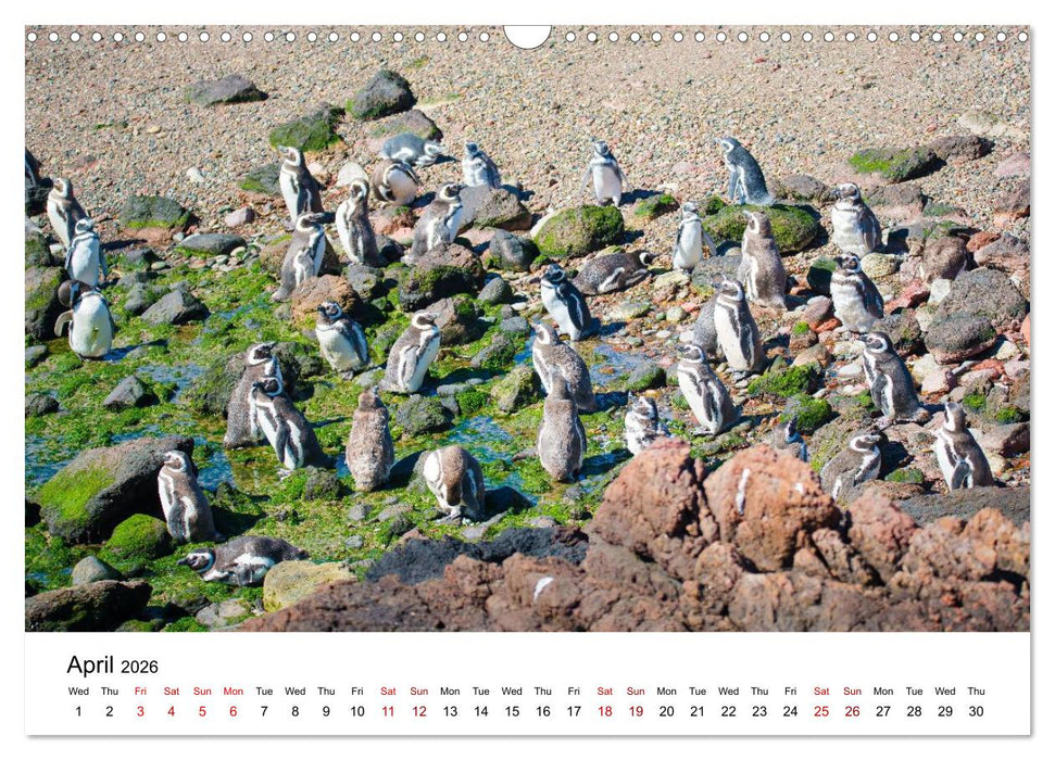 Patagonia, Peninsula Valdés - Marine Nature Reserve (CALVENDO Monthly Calendar 2026)