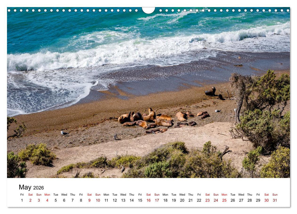 Patagonia, Peninsula Valdés - Marine Nature Reserve (CALVENDO Monthly Calendar 2026)
