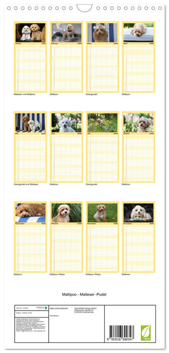 Maltipoo - Malteser -Pudel (CALVENDO Familienplaner 2026)