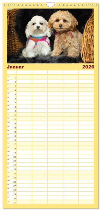 Maltipoo - Malteser -Pudel (CALVENDO Familienplaner 2026)