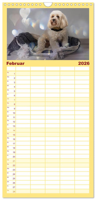 Maltipoo - Malteser -Pudel (CALVENDO Familienplaner 2026)