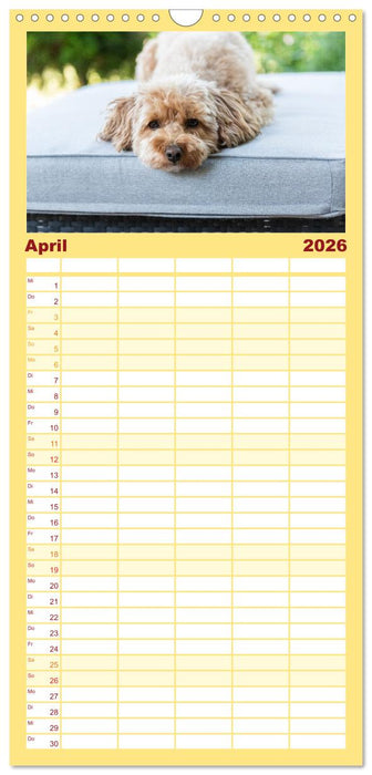 Maltipoo - Malteser -Pudel (CALVENDO Familienplaner 2026)