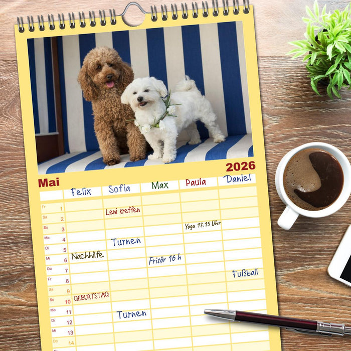 Maltipoo - Malteser -Pudel (CALVENDO Familienplaner 2026)