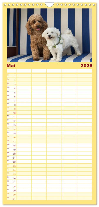 Maltipoo - Malteser -Pudel (CALVENDO Familienplaner 2026)