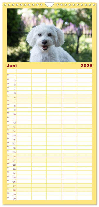 Maltipoo - Malteser -Pudel (CALVENDO Familienplaner 2026)