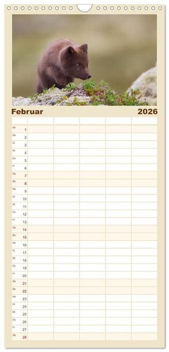 Polarfuchs-Welpen (CALVENDO Familienplaner 2026)