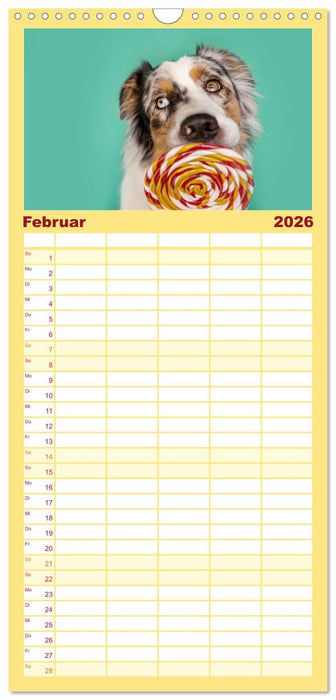 Süße Schnauzen (CALVENDO Familienplaner 2026)